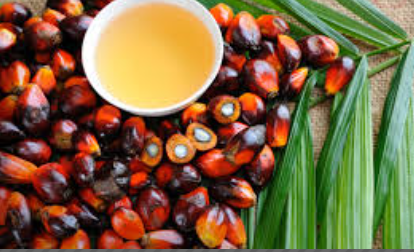 « La consommation d’huile de palme a un important rôle dans la prévention et la protection contre le cancer »a indiqué le cardiologue iklo Coulibaly