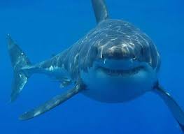 Floride: elle va à l'hôpital avec un requin accroché au bras