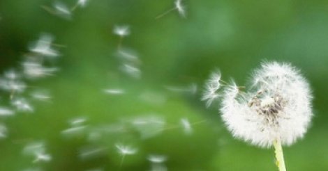 L’asthme allergique, qu’est-ce que c’est ?