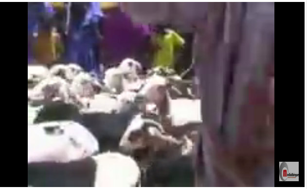 1200 moutons convoyées par des opérateurs mauritaniens vers la région de Matam
