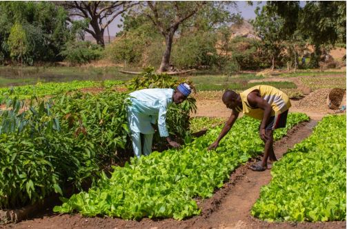 La troisième édition des Africa Days de SOS Sahel: la modernisation des exploitations familiales au cœur du programme