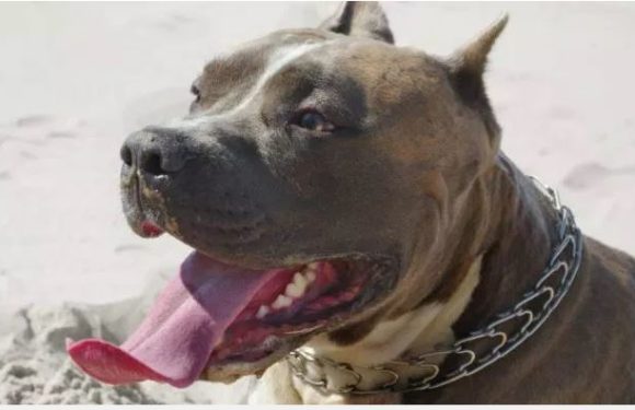Attaques dangereuses et répétitives: trois pitbulls abattus !
