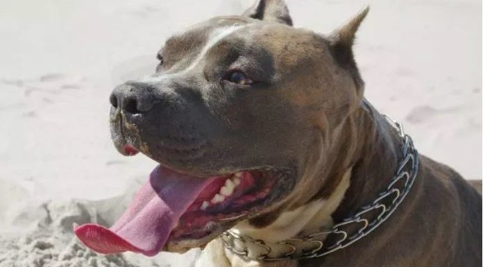 Attaques dangereuses et répétitives: trois pitbulls abattus !