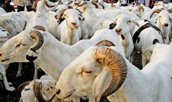 22 000 moutons convoyés vers plusieurs régions depuis Matam