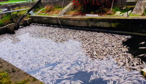Koungheul : 25 Personnes du village de khosnane formées en pisciculture