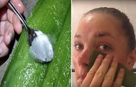 Huit raisons d’utiliser l’Aloe vera dans sa salle de bain