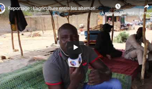 (Vidéo)Reportage : L’agriculture entre les alternatives politiques et la réalité dans la Région des Niayes