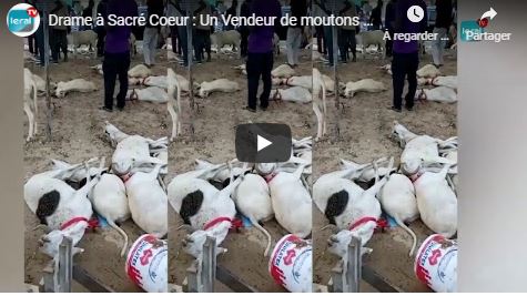 Drame à Sacré-Coeur : Des moutons de Tabaski meurent par intoxication alimentaire